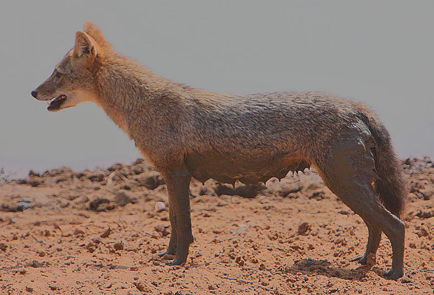 Golden jackal (Canis aureus)