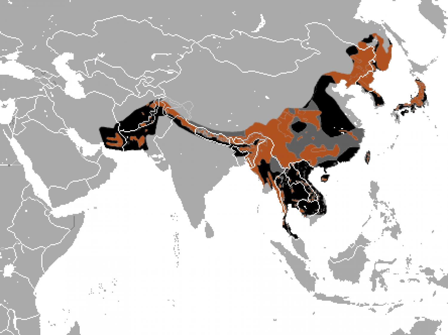 Asian black bear (Ursus thibetanus)