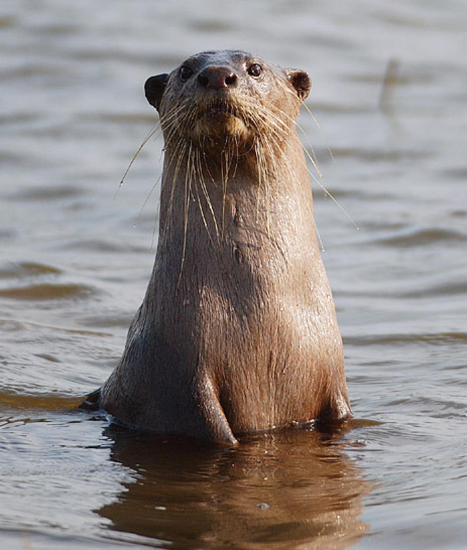 Smooth-coated otter (Lutrogale perspicillata)