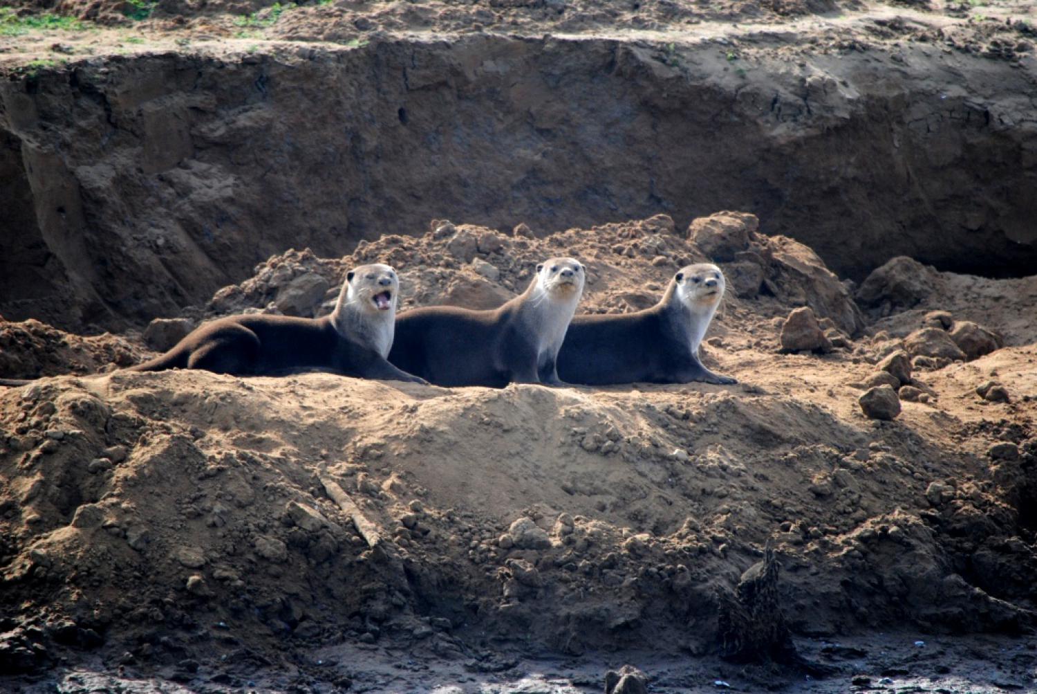 Smooth-coated otter (Lutrogale perspicillata)