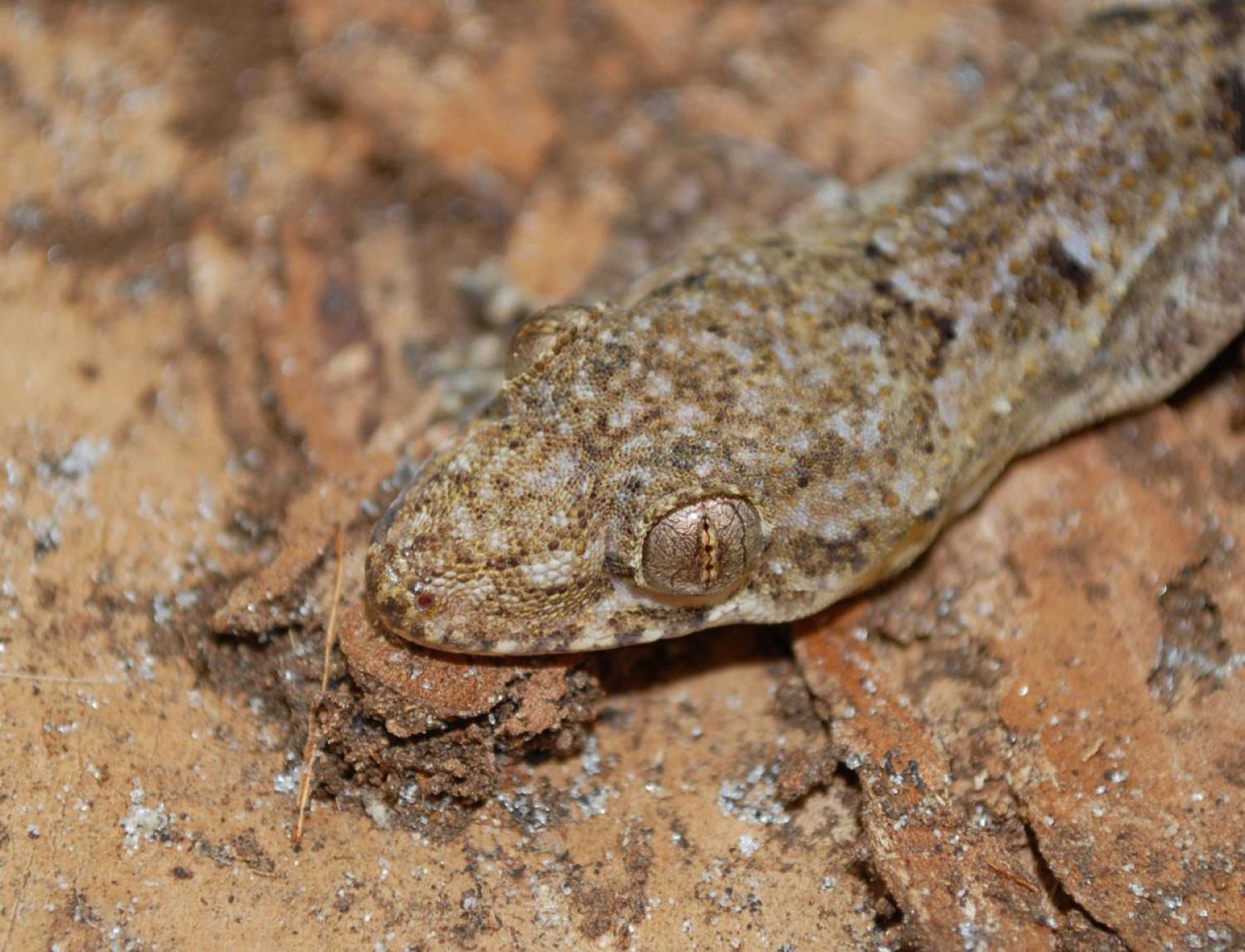 Common house gecko (Hemidactylus frenatus)