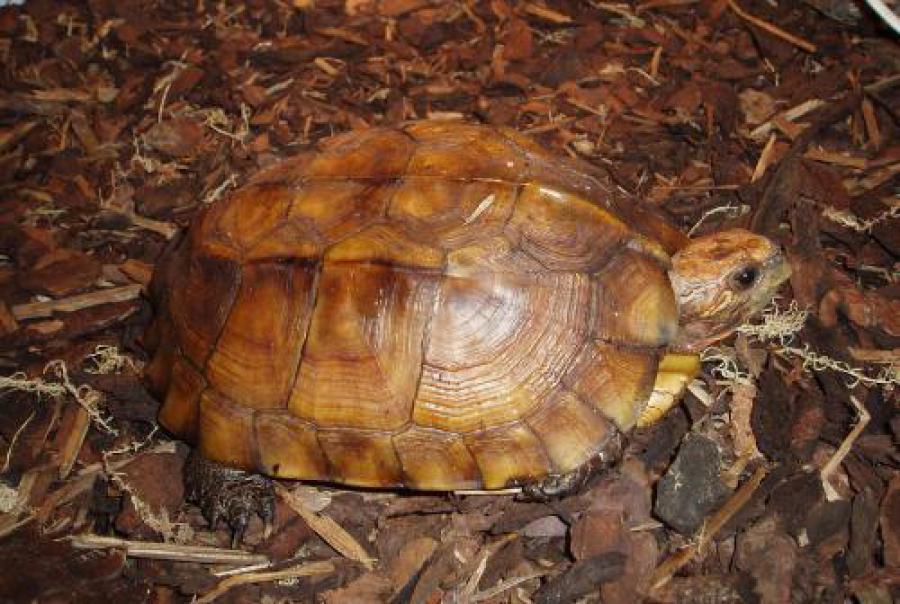 Keeled box turtle (Cuora mouhotii)