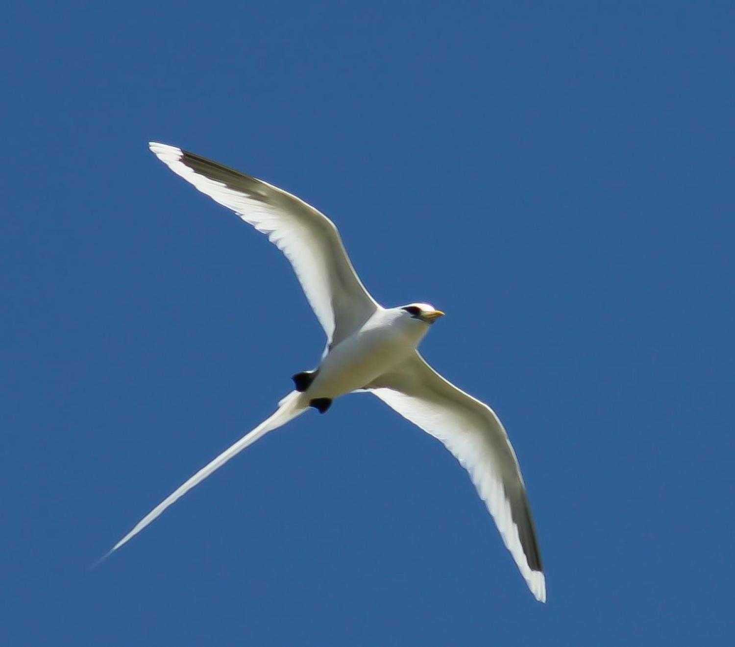 White-tailed tropicbird (Phaethon lepturus)