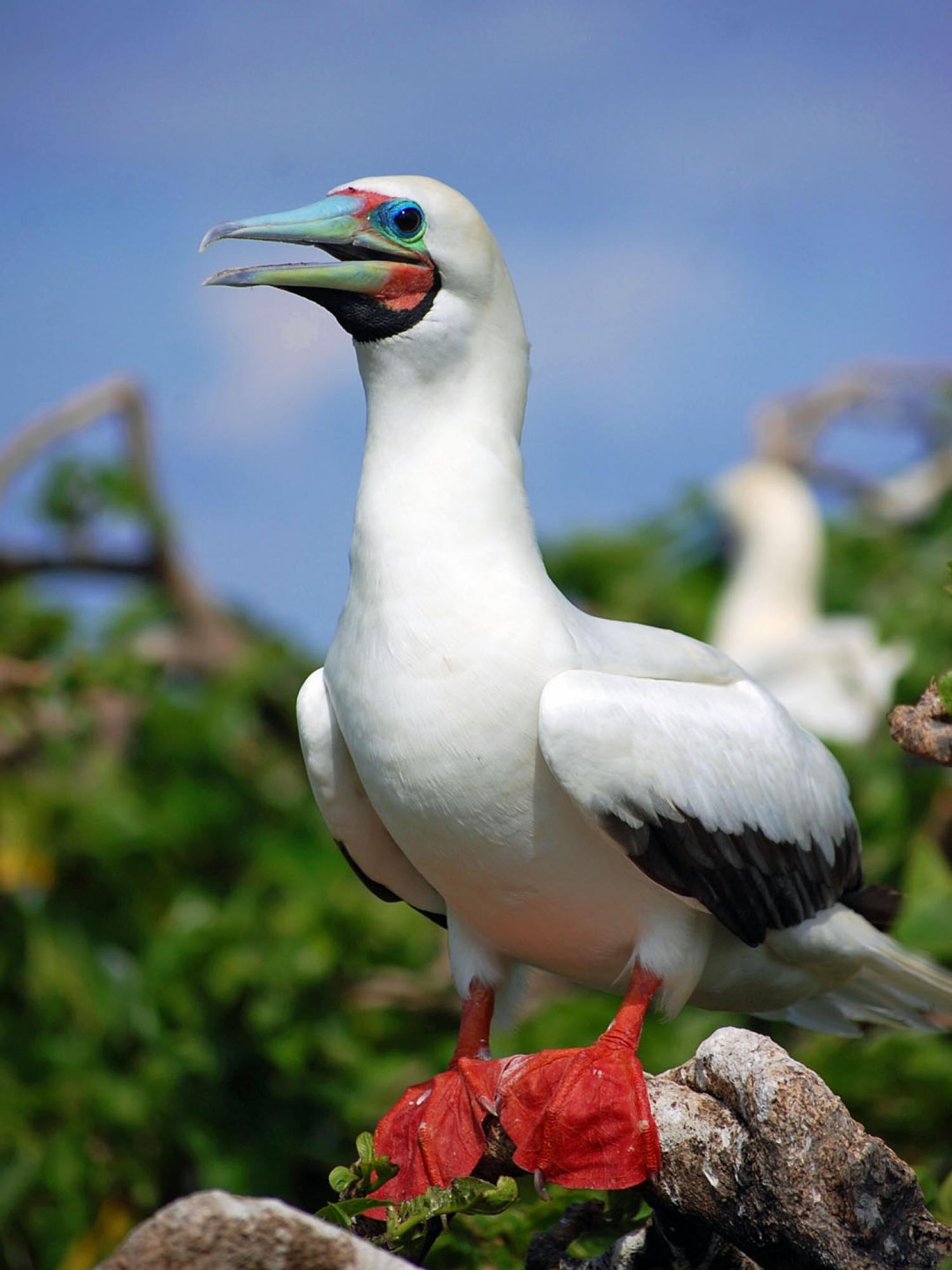 Red-footed booby