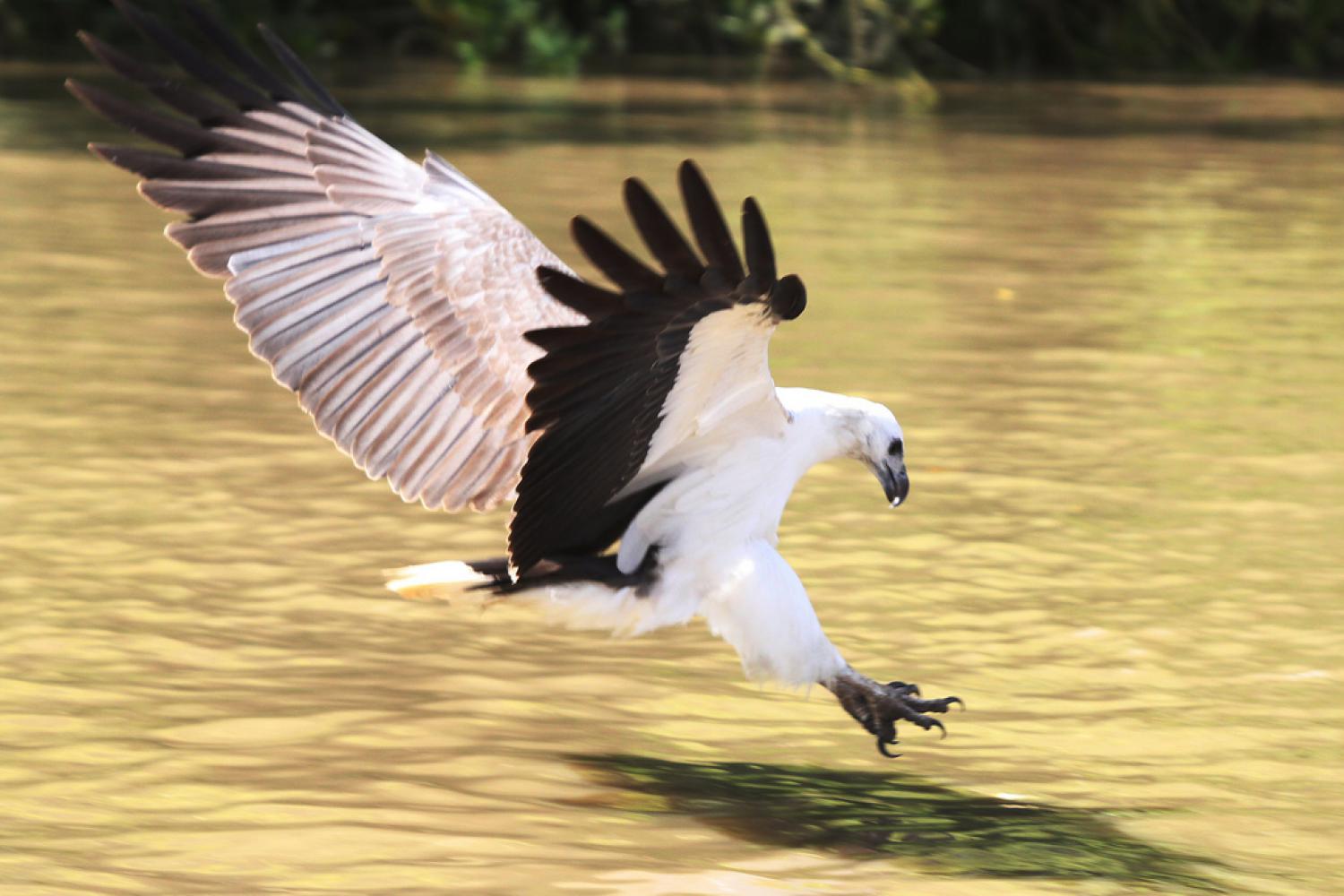 White-bellied sea eagle (Haliaeetus leucogaster)