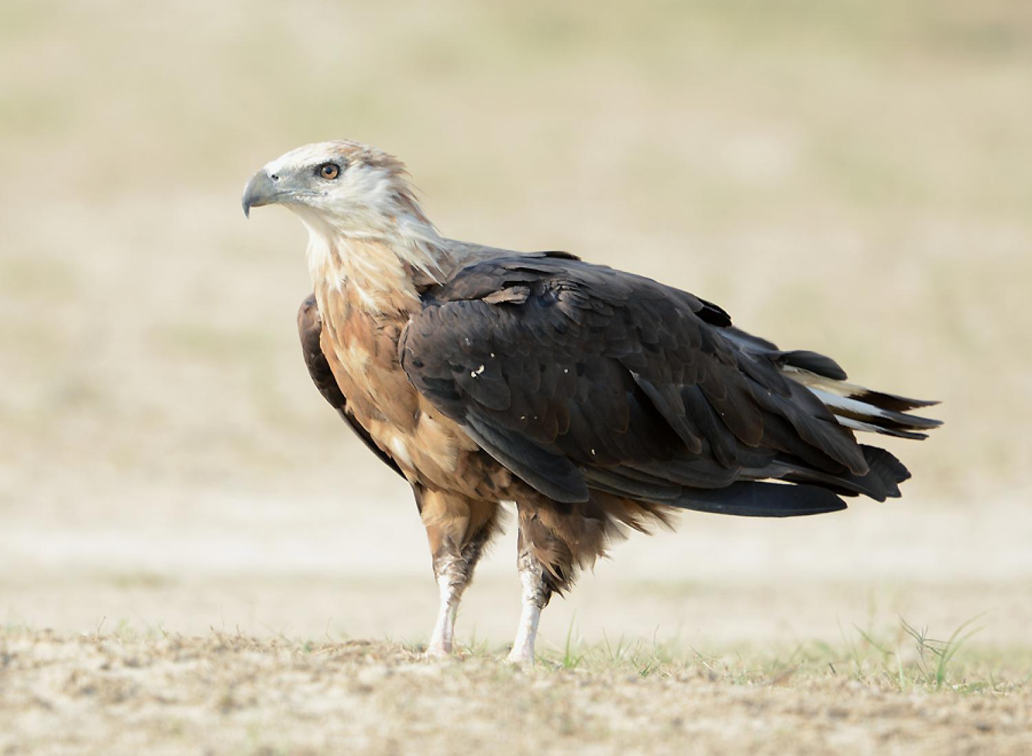 fish eagle wildlife tours