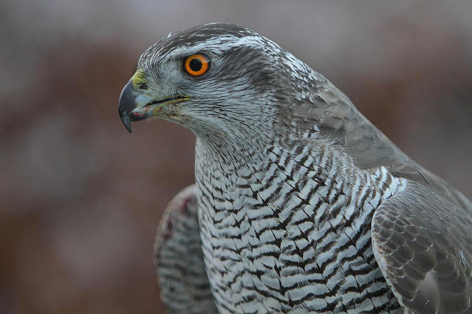 Ястребы виды. Ястреб - тетеревятник (Accipiter gentilis). Камчатский тетеревятник Accipiter gentilis albidus. Ястреб-тетеревятник Ястребиные. Ястреб тетеревятник молодой.