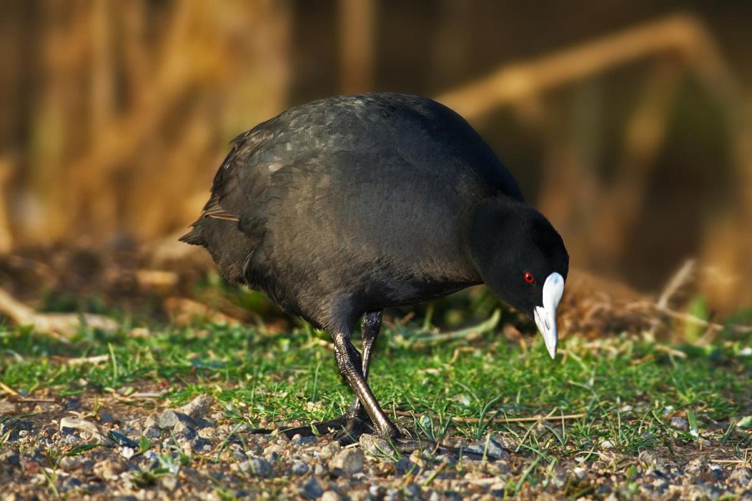 Eurasian coot (Fulica atra)