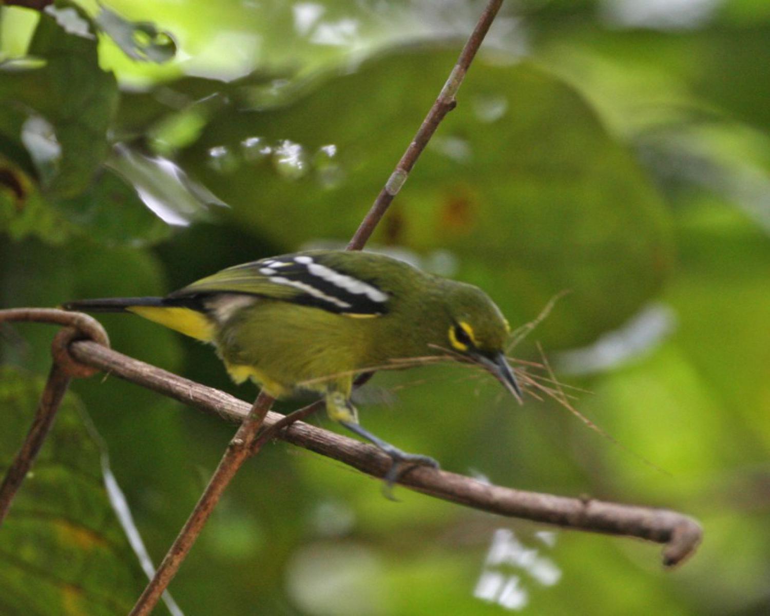 Green iora (Aegithina viridissima)