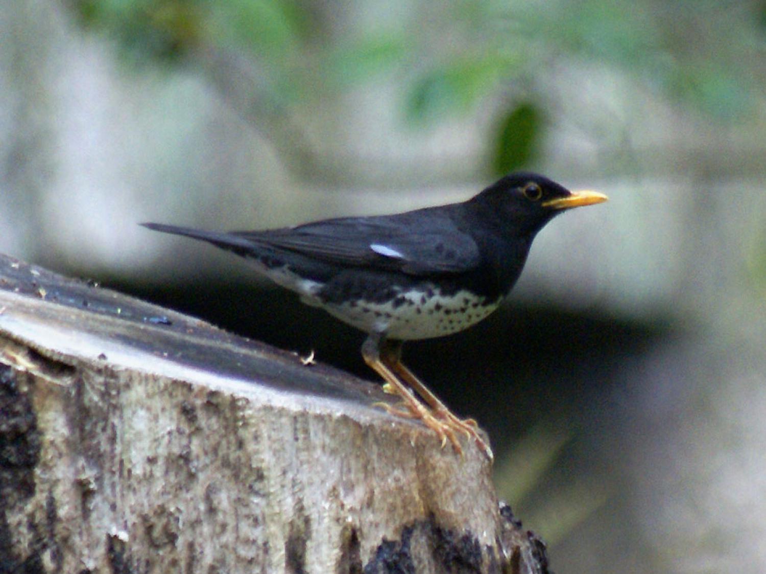 Japanese thrush (Turdus cardis)