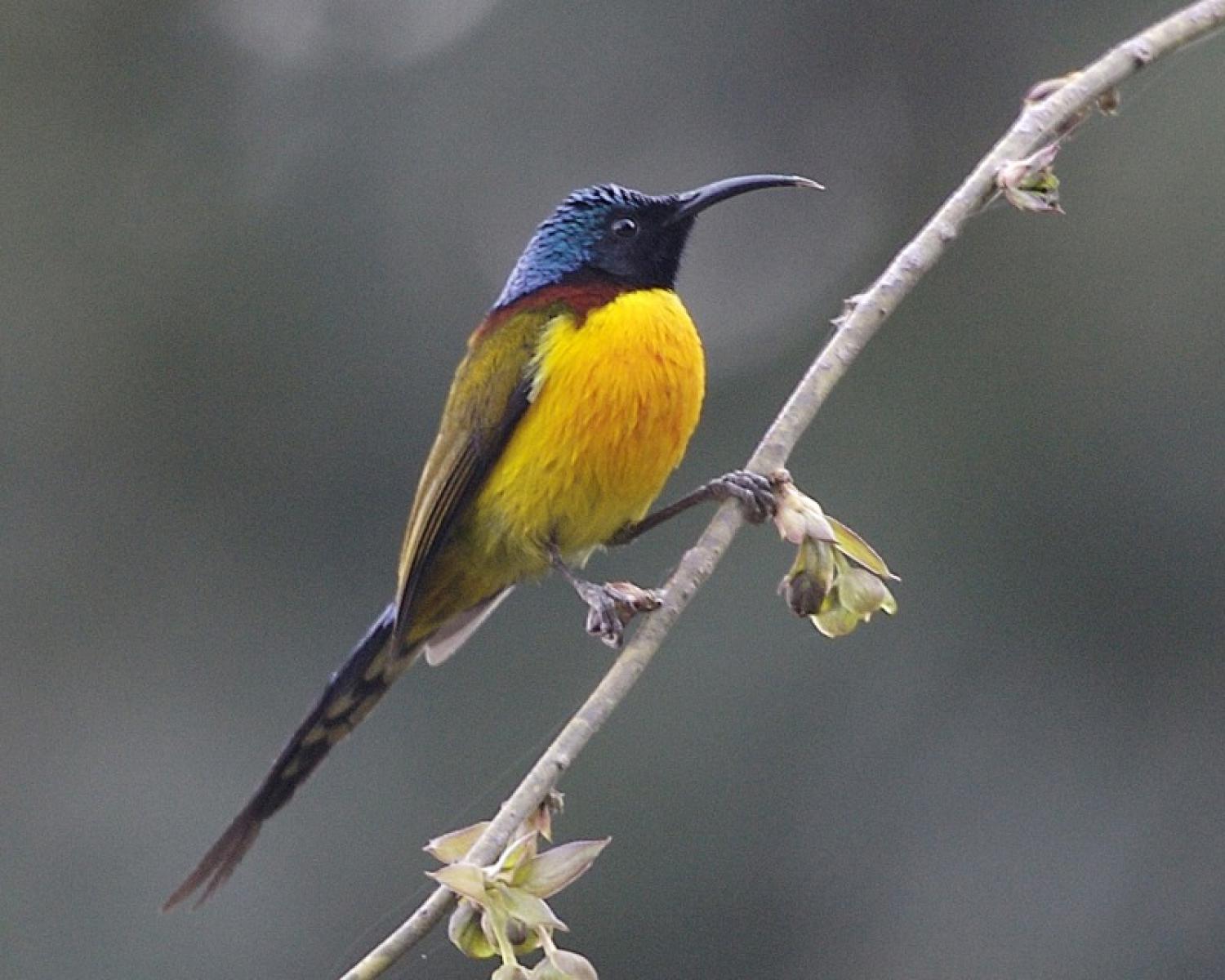 Green-tailed sunbird (Aethopyga nipalensis)