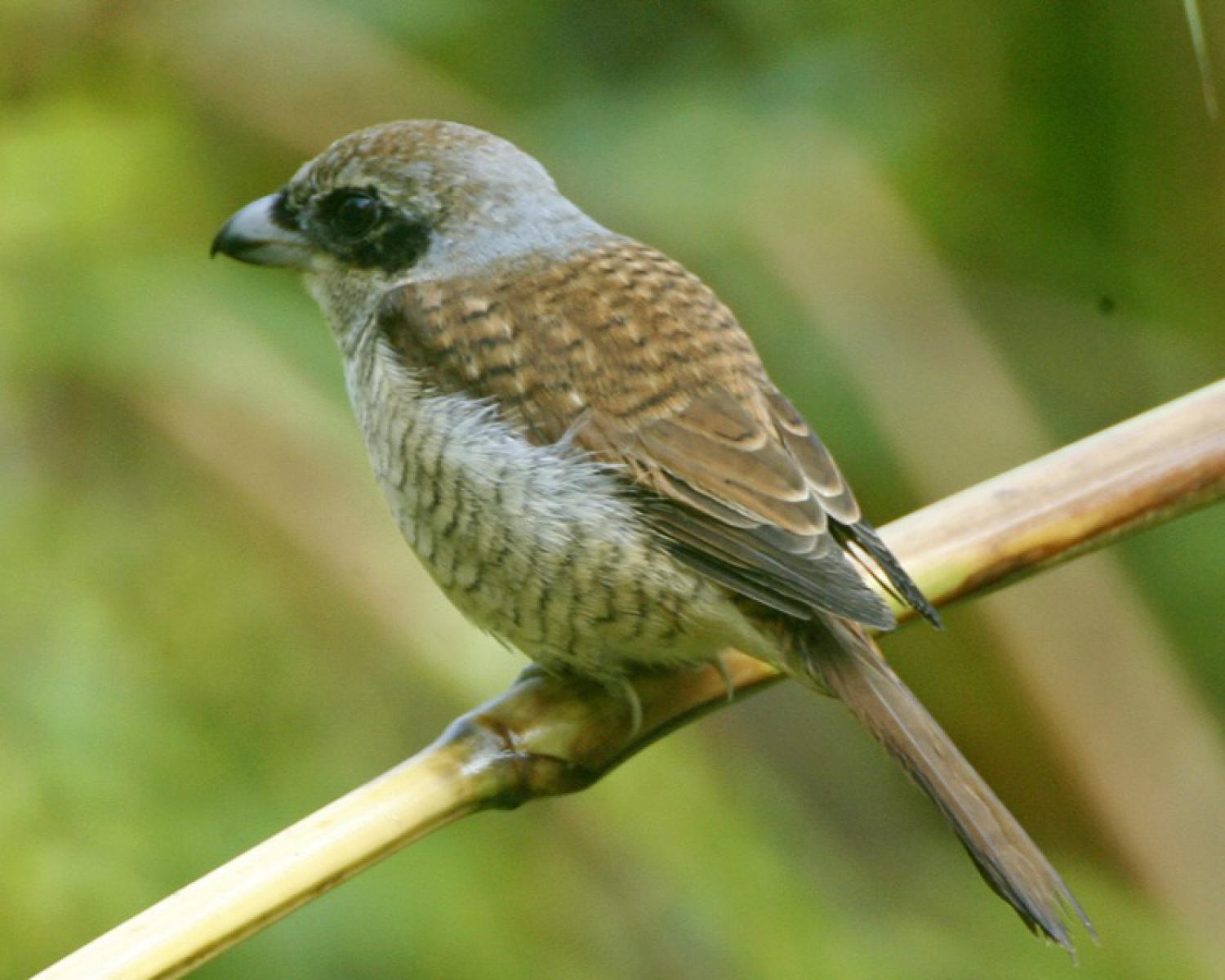 Tiger shrike (Lanius tigrinus)