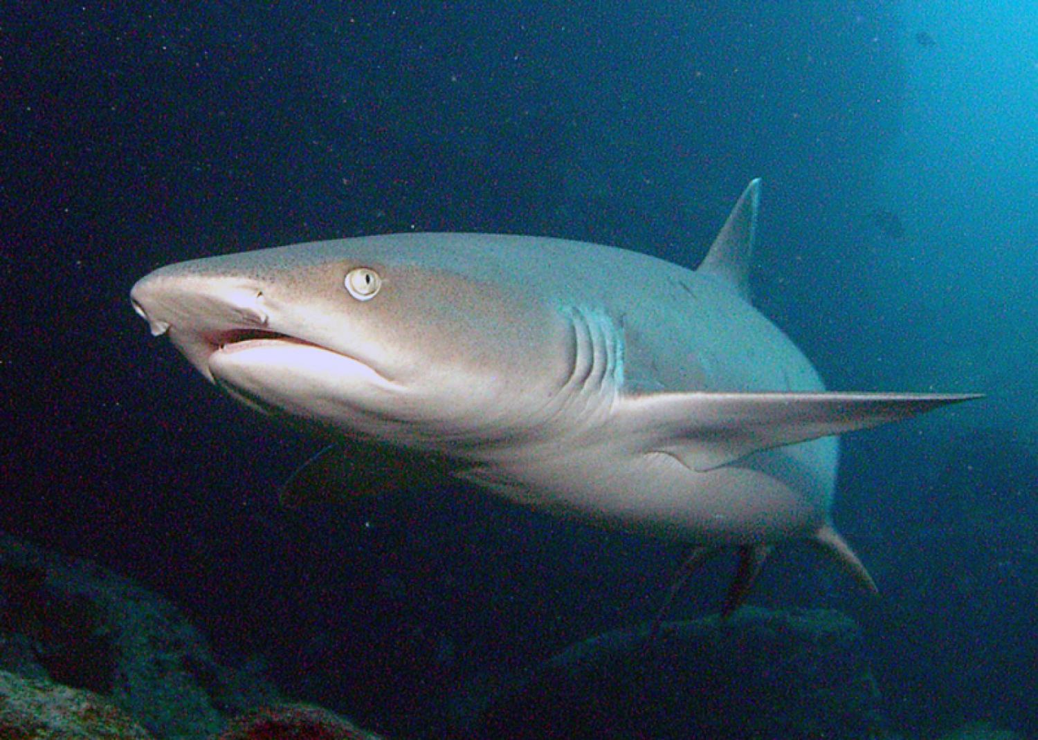 Whitetip reef shark (Triaenodon obesus)