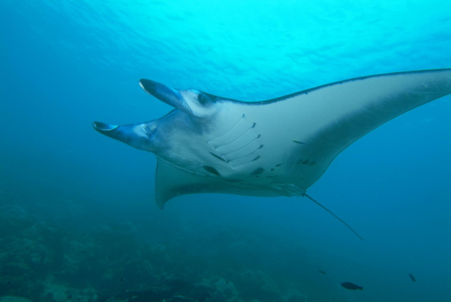 Manta, Ecuador - Wikipedia