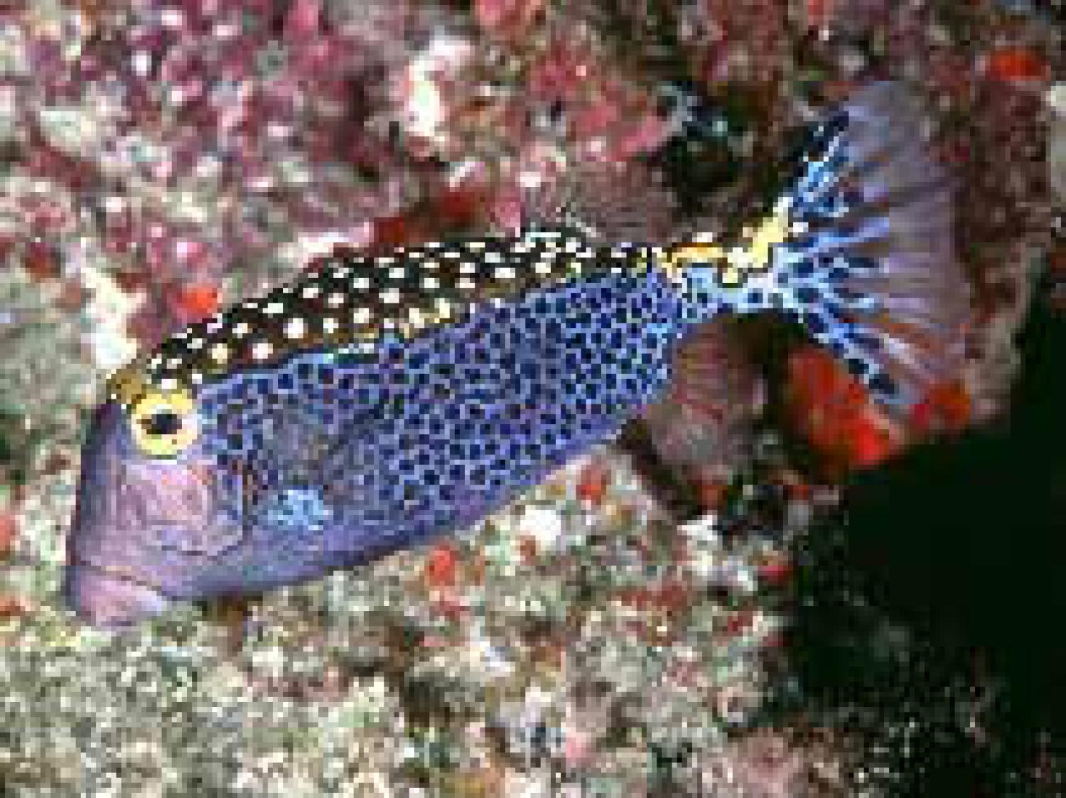 White-spotted boxfish (Ostracion meleagris)