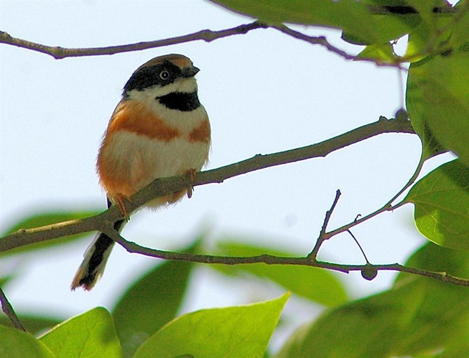 Black-throated bushtit (Aegithalos concinnus)