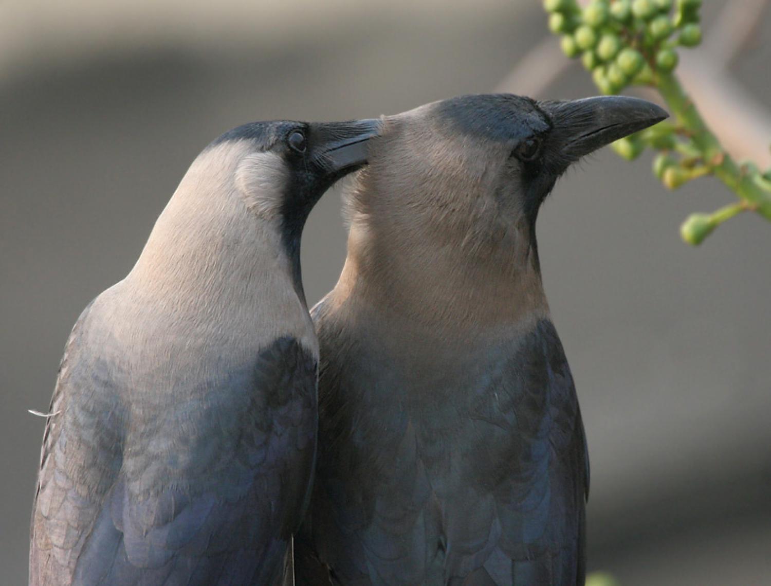 house-crow-corvus-splendens