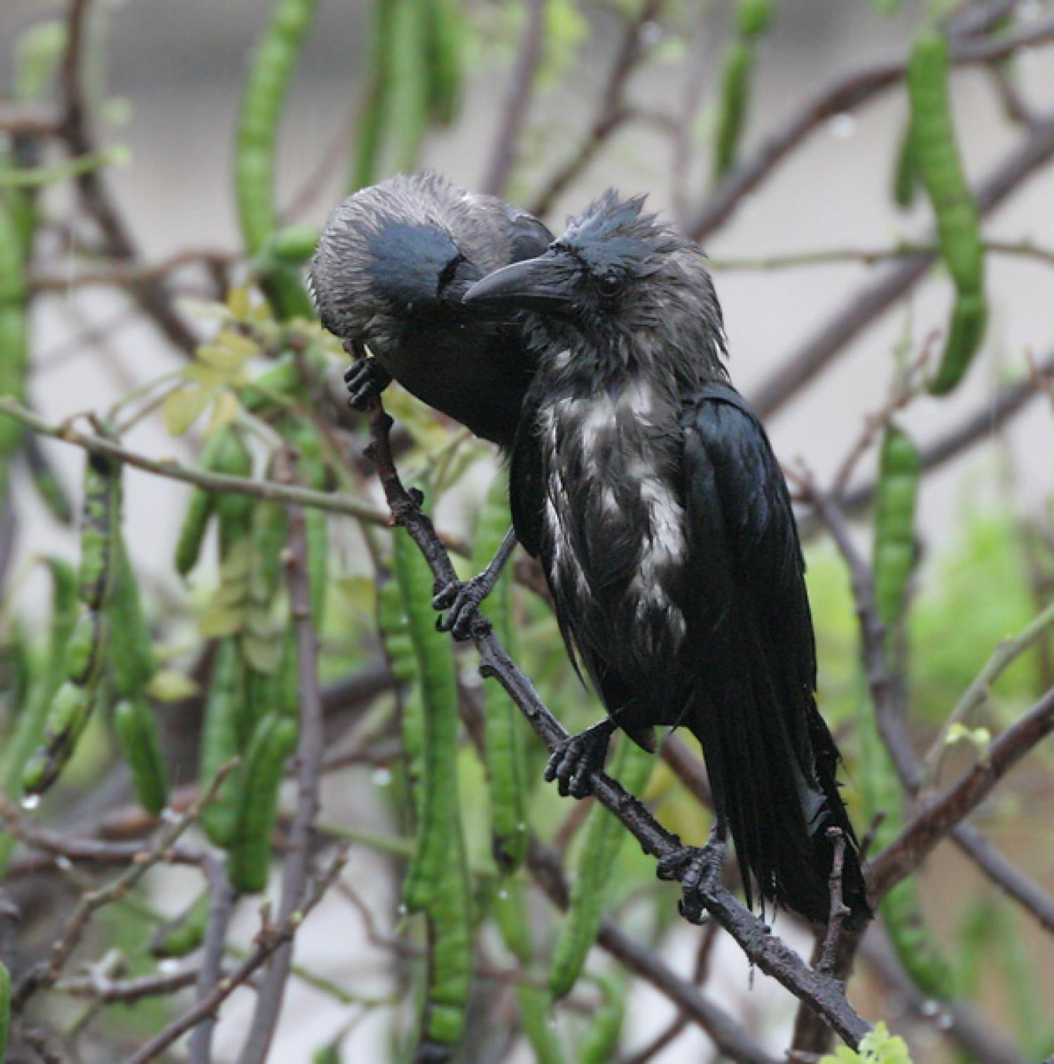 Corvus splendens – Centre de ressources