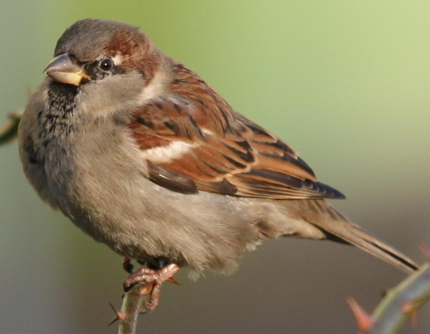 Домовый воробей где обитает. Passer domesticus самец. Домовый Воробей воробьиные. Домовой Воробей. Городской Домовой Воробей.