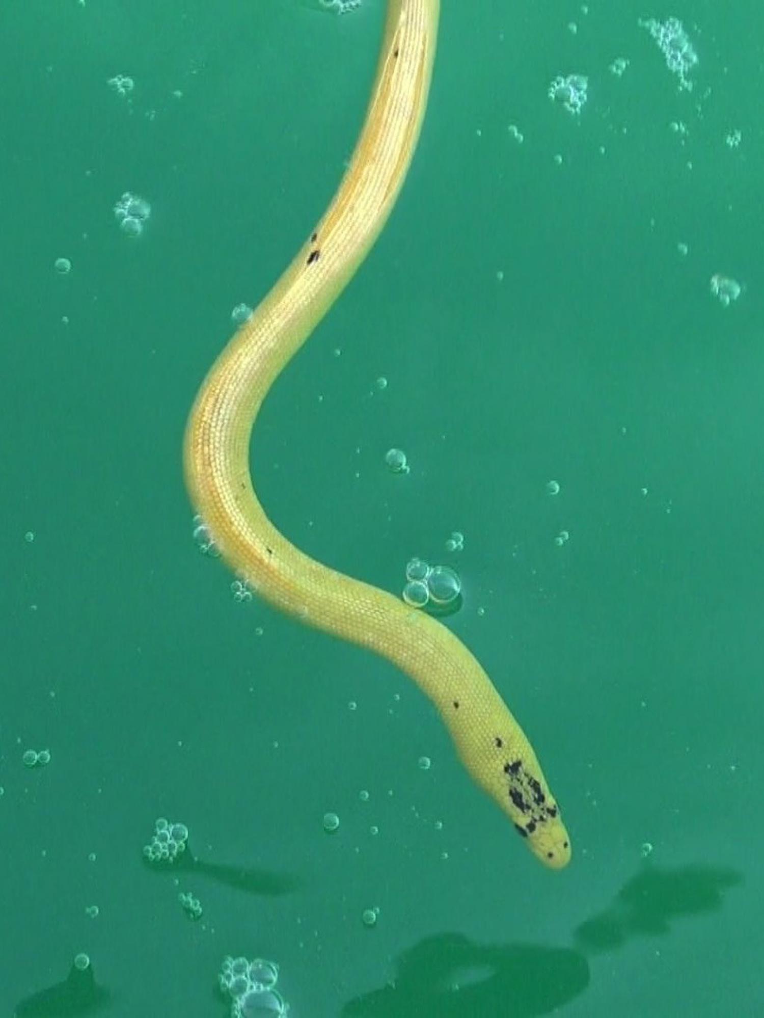 Yellow-bellied sea snake (Hydrophis platurus)