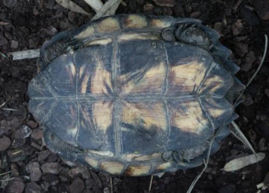 Keeled box turtle (Cuora mouhotii)