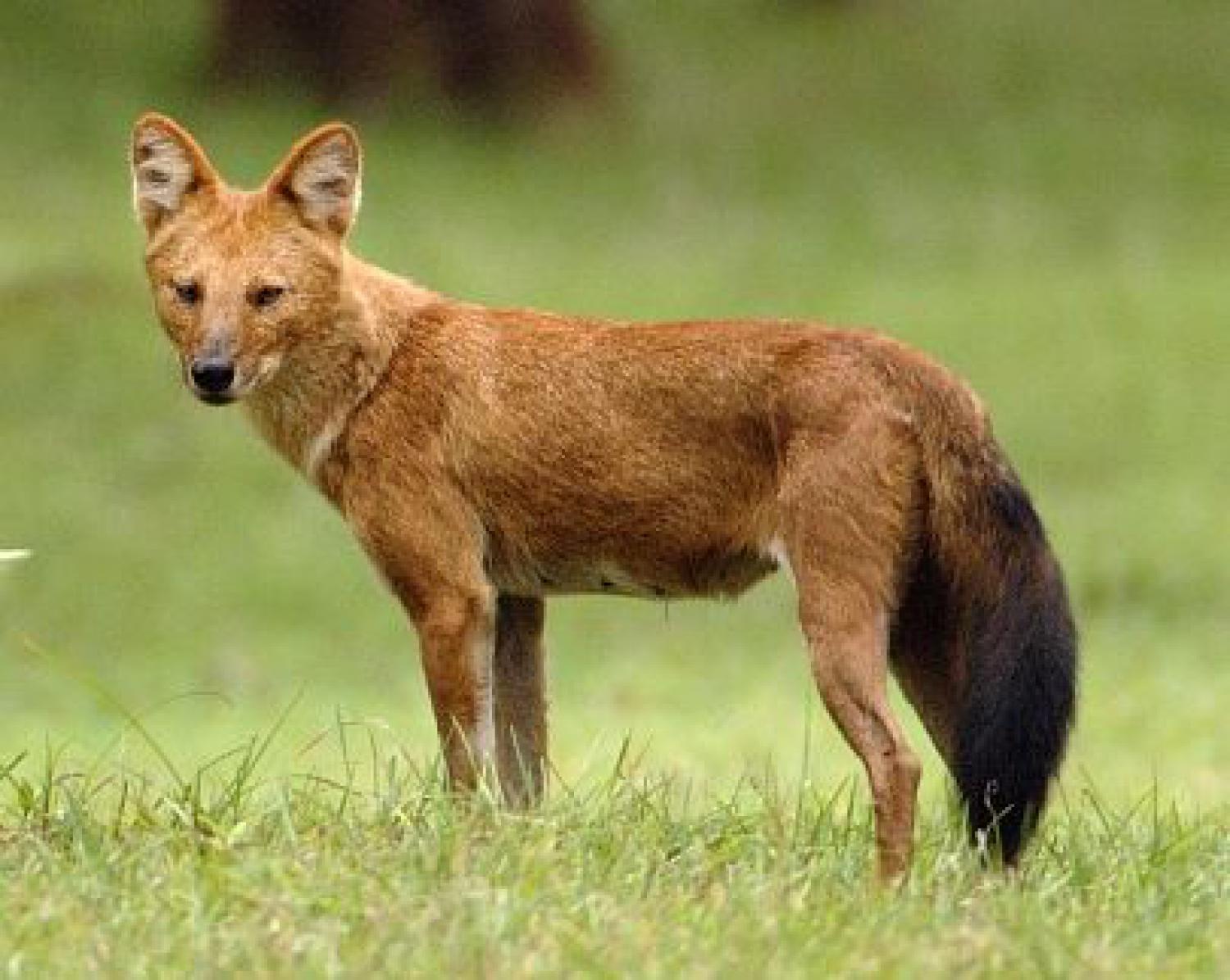 Dhole, Asiatic wild dog (Cuon alpinus)