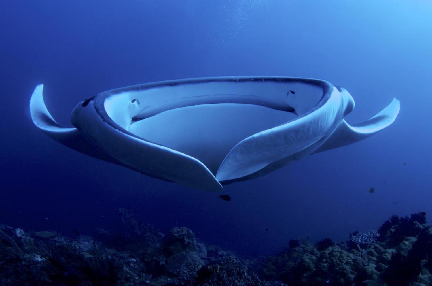 Manta, Ecuador - Wikipedia