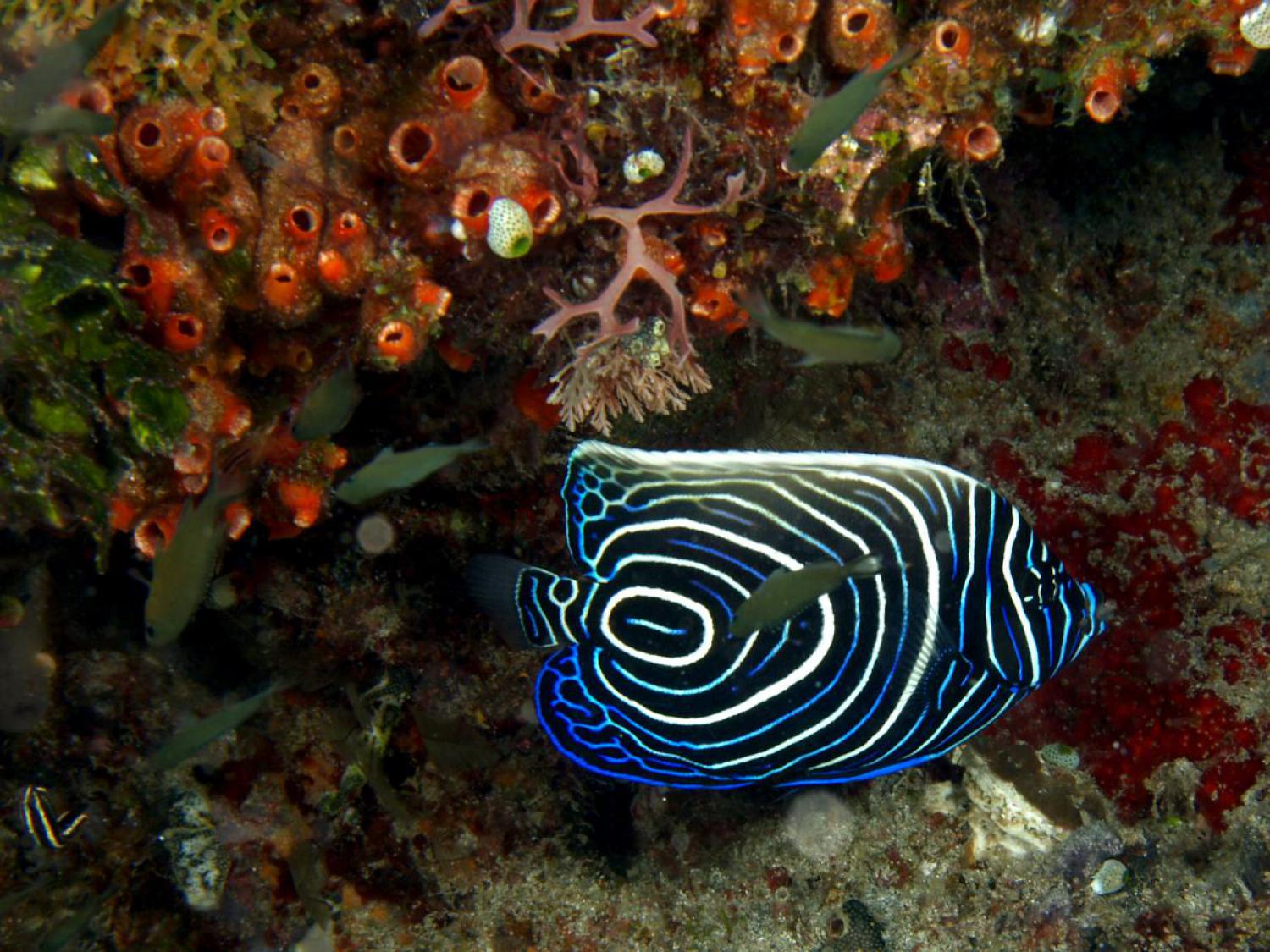 Emperor Angelfish  İstanbul Akvaryum