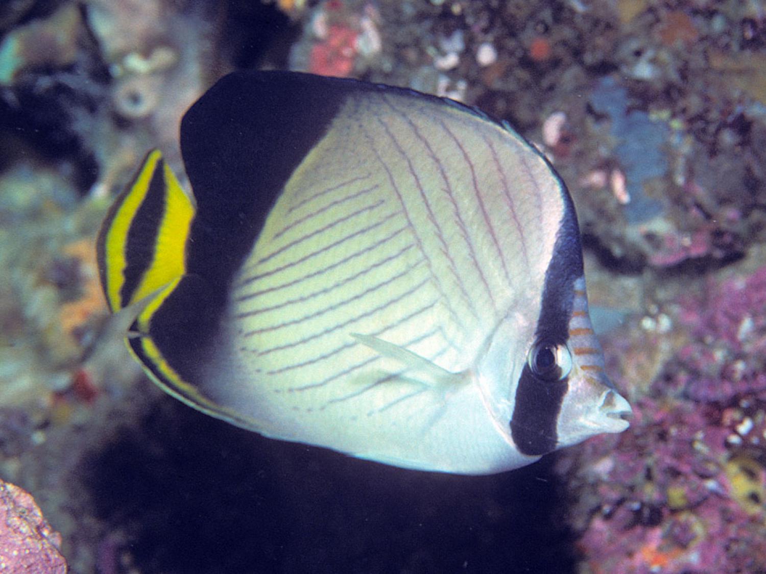 Корабль бабочка или рыба 8 букв. Бабочка Chaetodon decussatus. Chaetodon lineolatus. Рыба бабочка клинополосая. Бабочка полосатая, m /Chaetodon lineolatus.