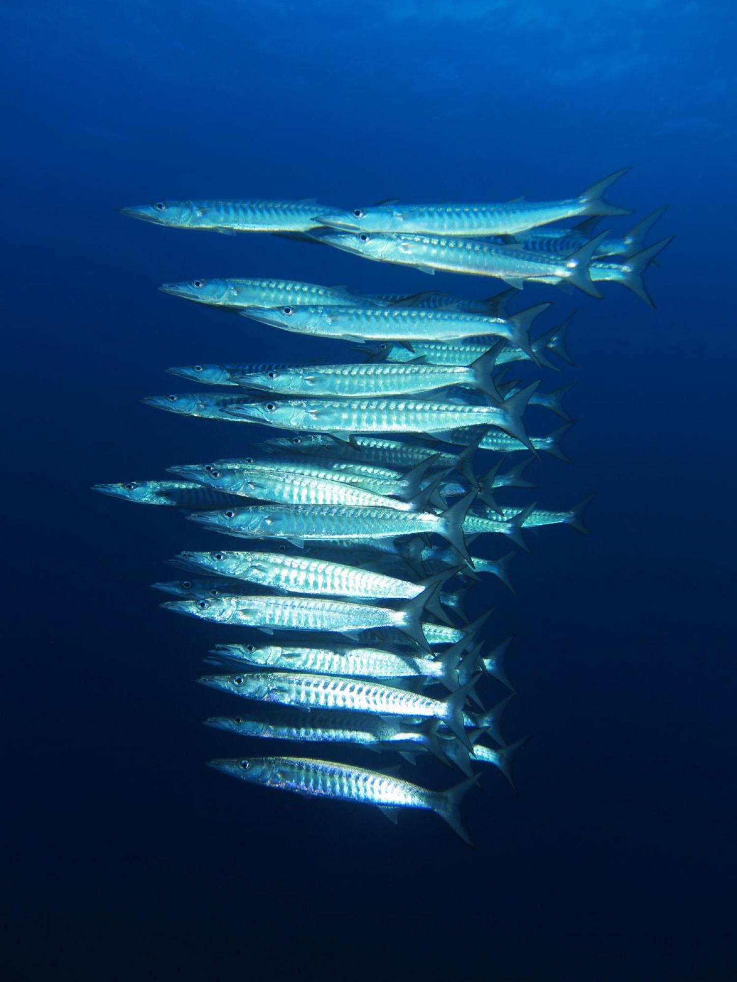 Blackfin barracuda (Sphyraena qenie)