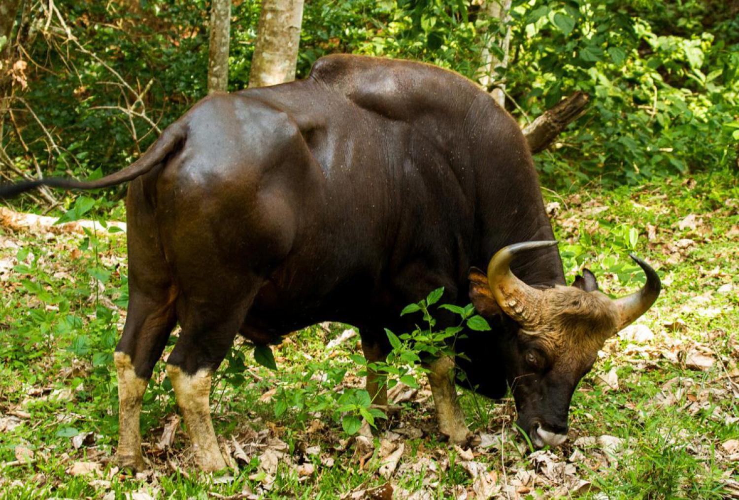 gaur