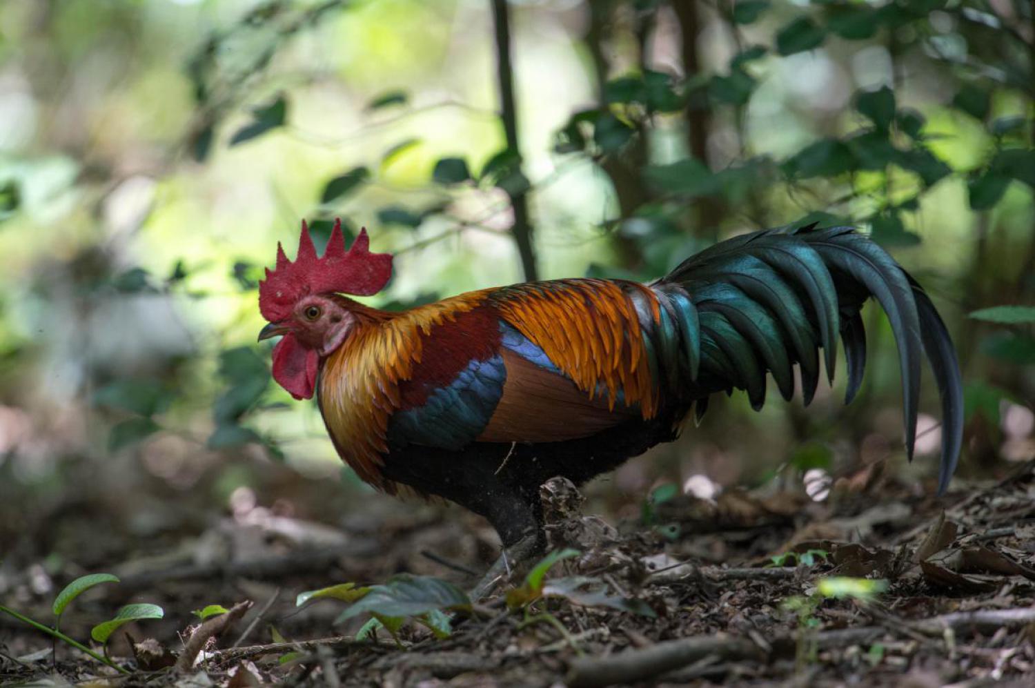 red-junglefowl-gallus-gallus