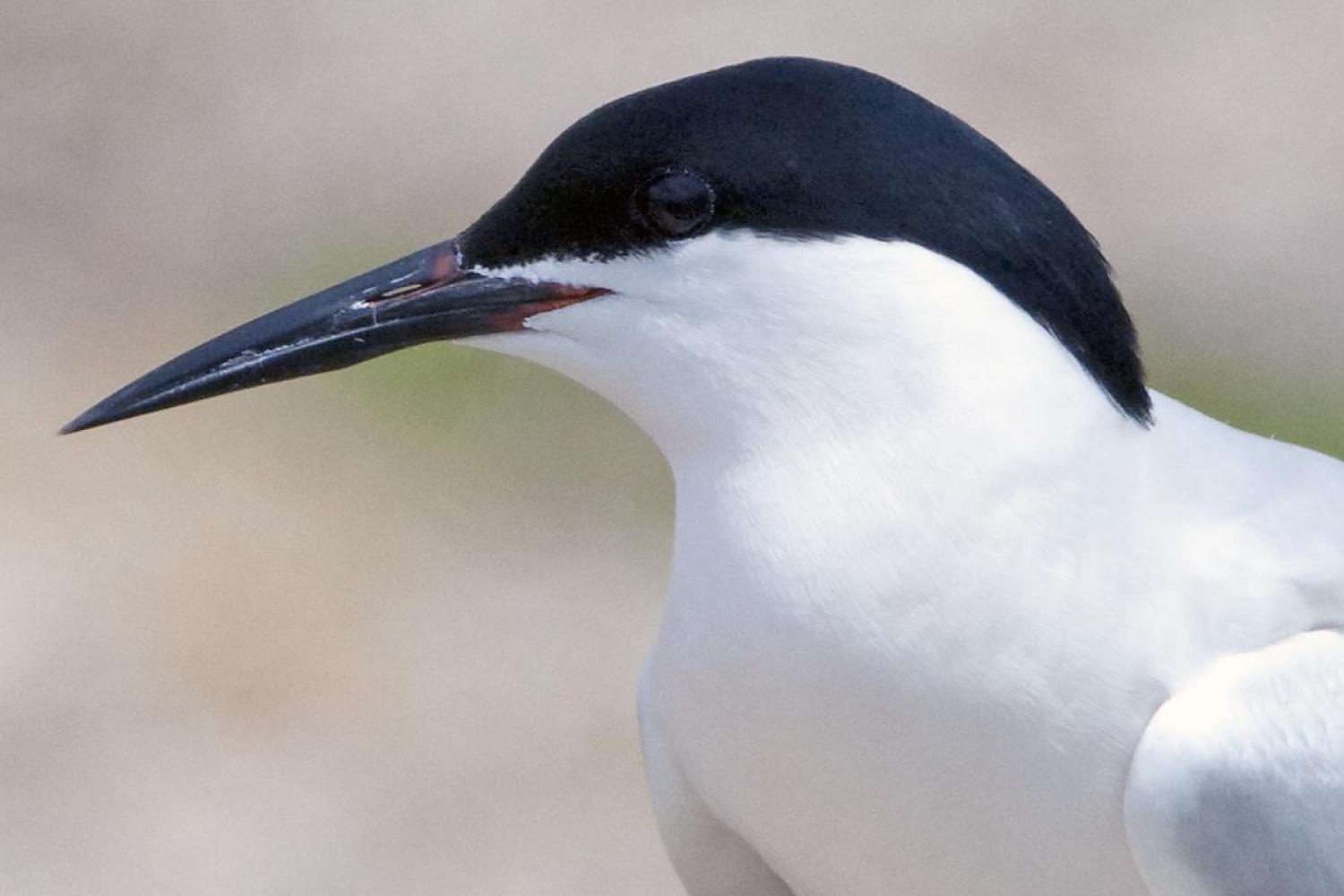 Roseate tern (Sterna dougallii)