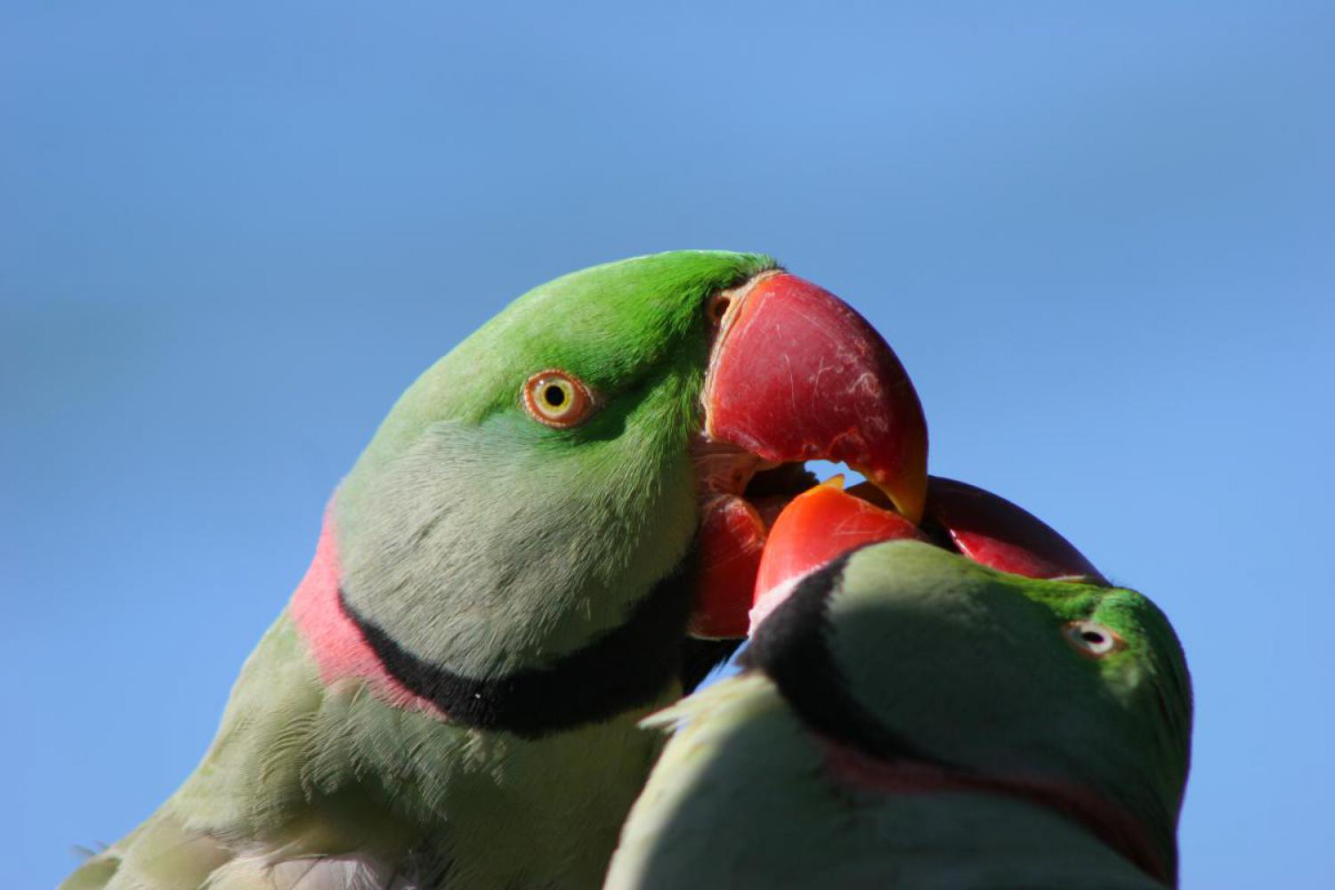 Alexandrine Parakeet- J R By Louise Hill