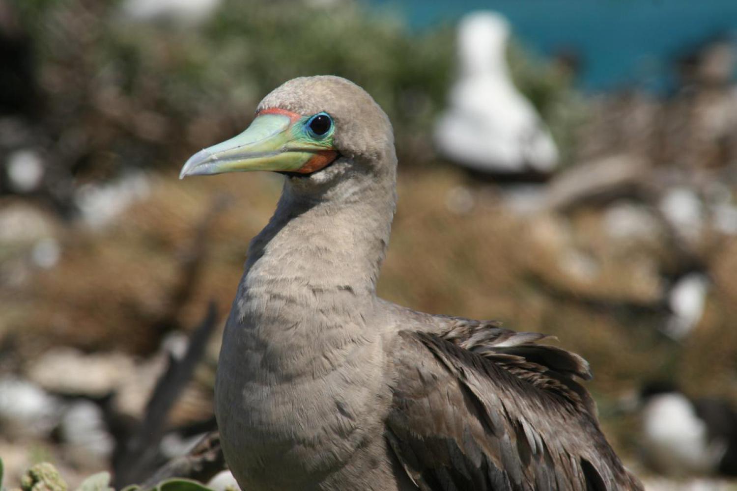 White Morph Red-footed Booby, Red footed Boobies are the sm…