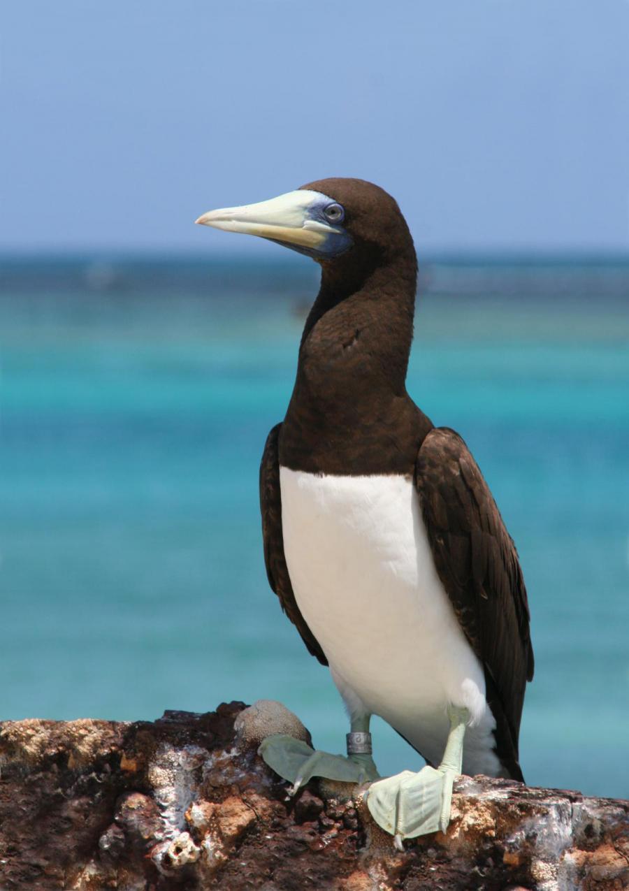 Brown booby (Sula leucogaster)