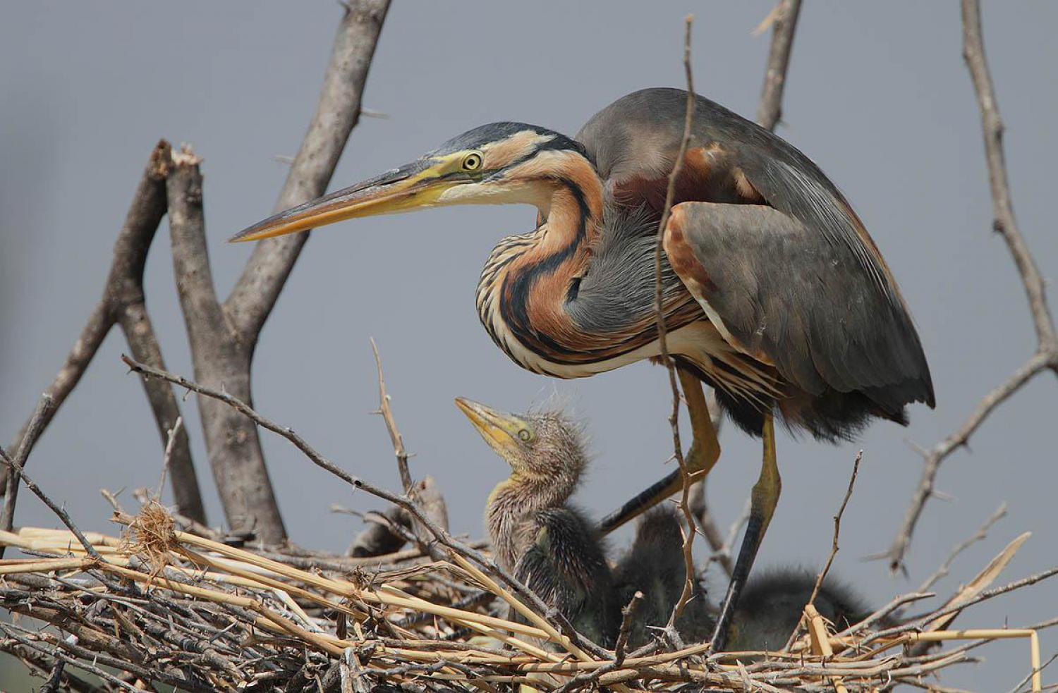 Purple Heron Ardea Purpurea Purple Heron Ardea Purpurea