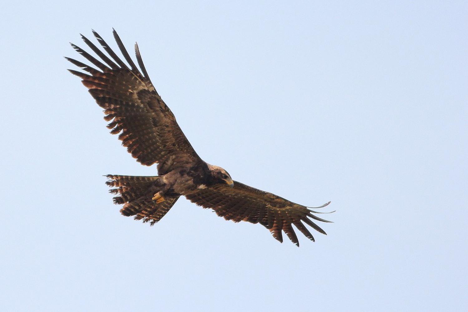 Black Eagle (Ictinaetus malayensis) sub-adult, calling, in flight,  Sinharaja Forest N.P., Sri Lanka, december Stock Photo - Alamy