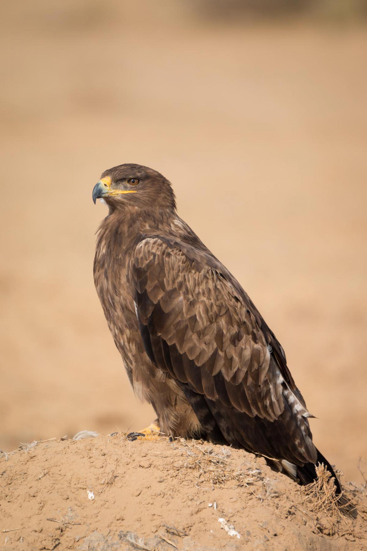 Steppe eagle (Aquila nipalensis)