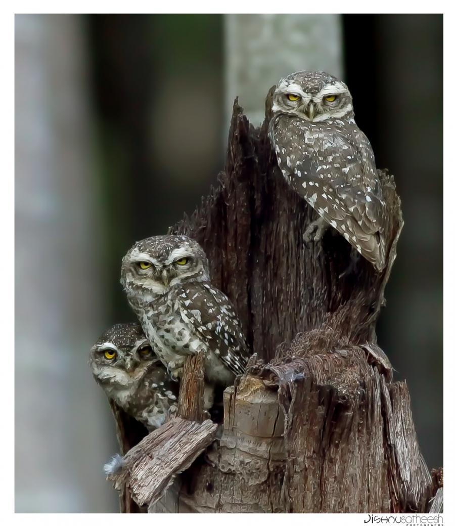 spotted-owlet-athene-brama