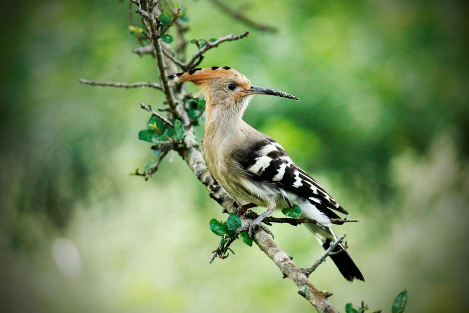 Eurasian hoopoe (Upupa epops)